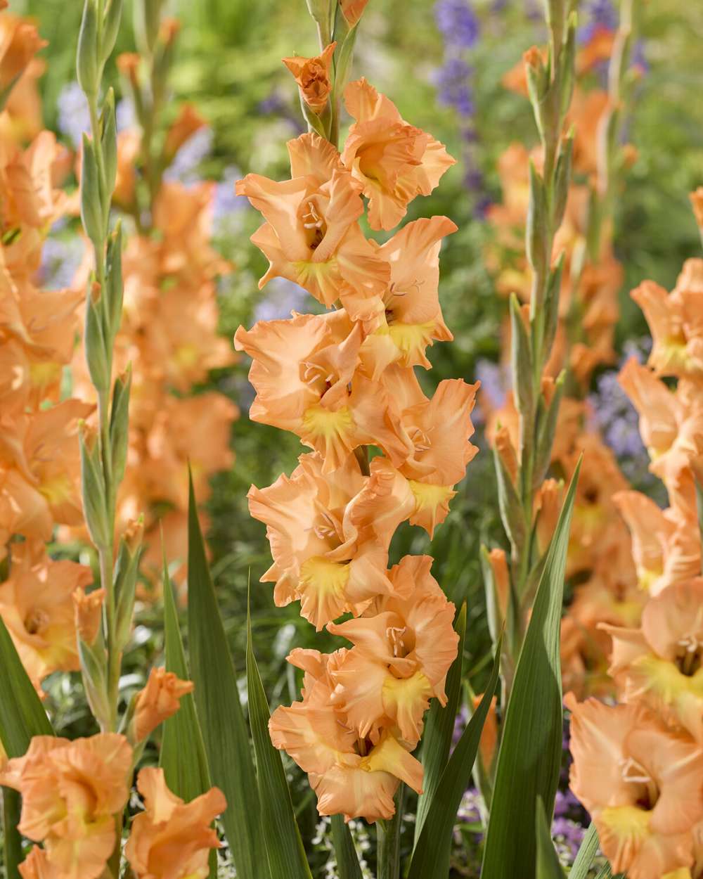 Gladiolus 'Olympic Flame'